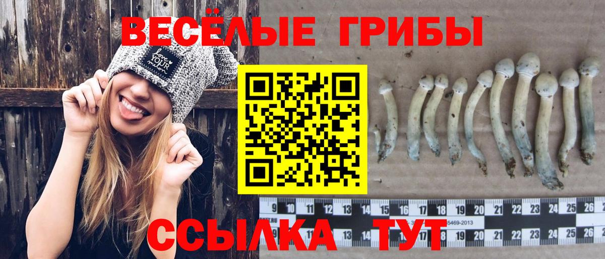 Псилоцибиновые грибы Cubensis Курганинск